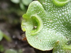 Lunularia cruciata