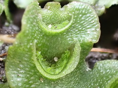 Lunularia cruciata