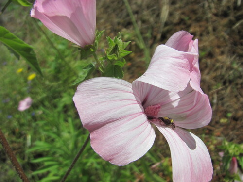 Malva trimestris