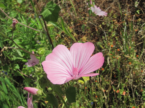 Malva trimestris