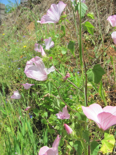 Malva trimestris