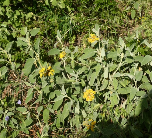 Phlomis fruticosa