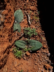 Massonia tenella