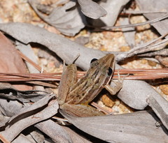 Litoria nasuta