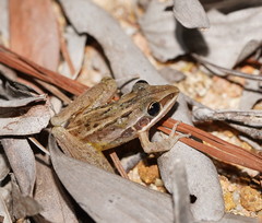Litoria nasuta