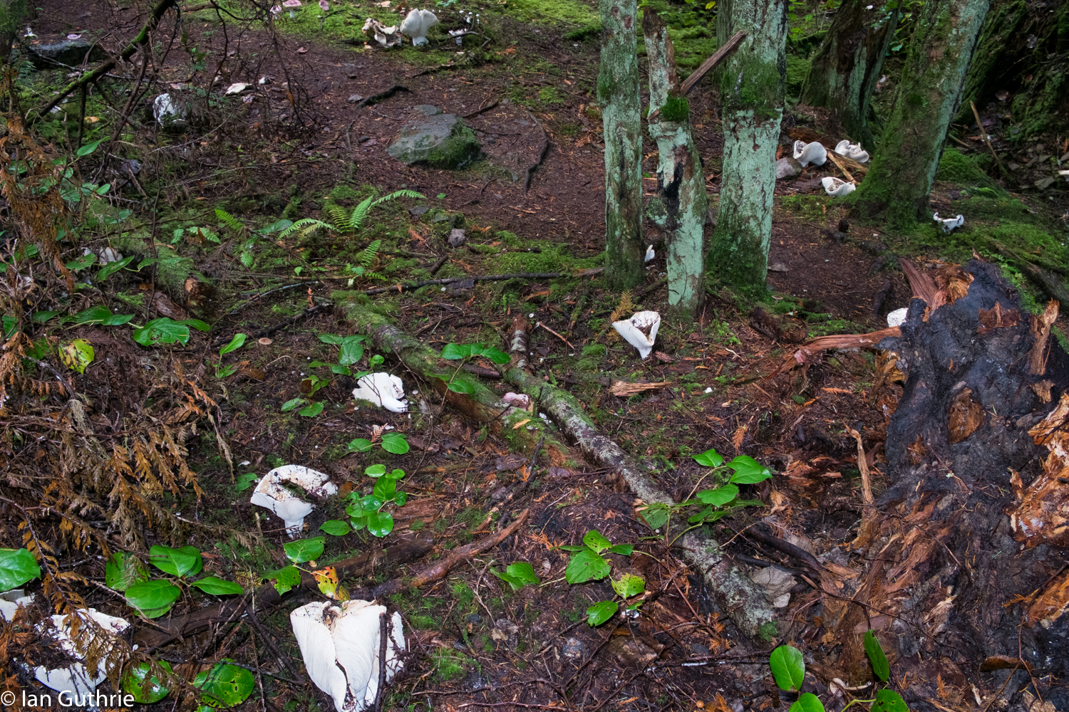 Russula brevipes image