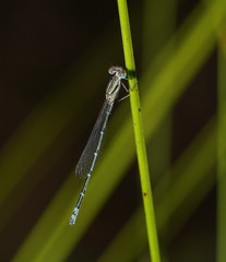 Austroagrion exclamationis