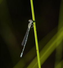 Austroagrion exclamationis
