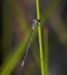 Austroagrion exclamationis