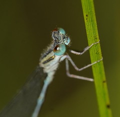 Austroagrion exclamationis