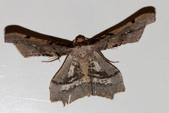 Gonodontis stramenticea