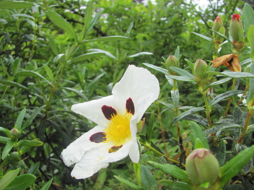 Cistus ladanifer