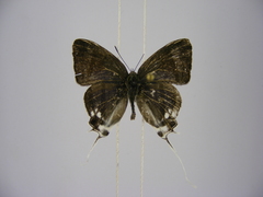 Hypolycaena nigra