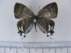 Hypolycaena nigra