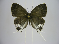 Hypolycaena nigra