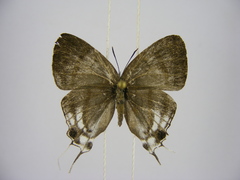 Hypolycaena nigra