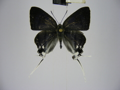 Hypolycaena nigra