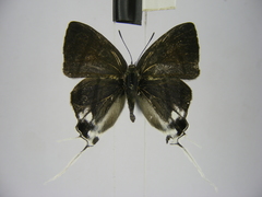 Hypolycaena nigra