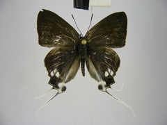 Hypolycaena nigra