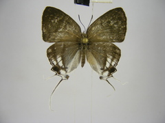 Hypolycaena nigra
