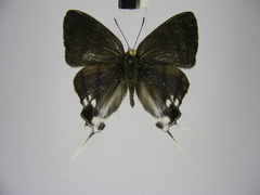 Hypolycaena nigra
