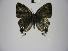 Hypolycaena nigra