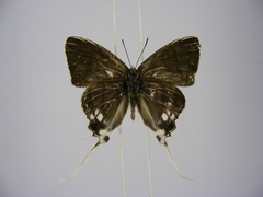 Hypolycaena nigra
