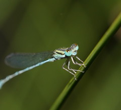 Austroagrion exclamationis