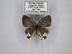 Hypolycaena nigra