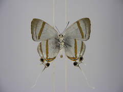 Hypolycaena nigra