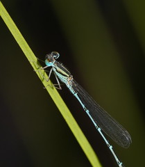 Austroagrion exclamationis