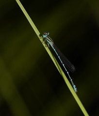 Austroagrion exclamationis