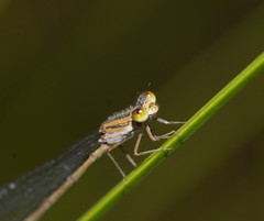 Austroagrion exclamationis