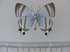 Hypolycaena nigra