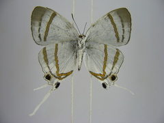 Hypolycaena nigra