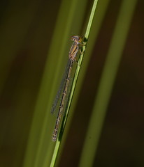 Austroagrion exclamationis