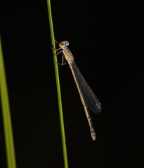 Austroagrion exclamationis