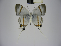 Hypolycaena nigra