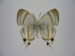 Hypolycaena nigra