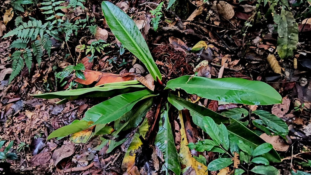 Philodendron insigne; photograph (c) Carlos Otávio Gussoni, some rights reserved (CC BY)