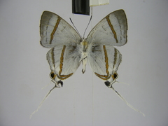 Hypolycaena nigra