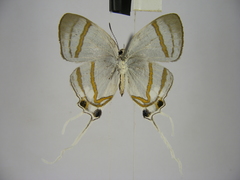 Hypolycaena nigra
