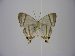 Hypolycaena nigra