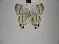 Hypolycaena nigra
