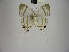 Hypolycaena nigra