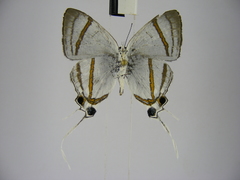 Hypolycaena nigra