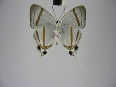 Hypolycaena nigra