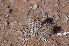 Acanthopsis hoffmannseggiana