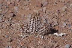 Acanthopsis hoffmannseggiana