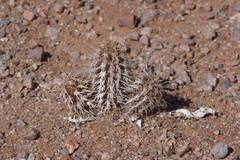 Acanthopsis hoffmannseggiana